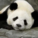 Mise à jour Panda: Votre site a-t-il un contenu riche?