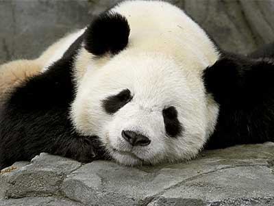 Qualite contenu mise a jour Panda